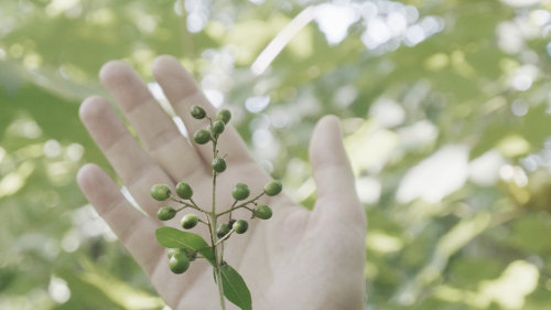 Let the artists from If Forests Talk guide you on a nature walk!