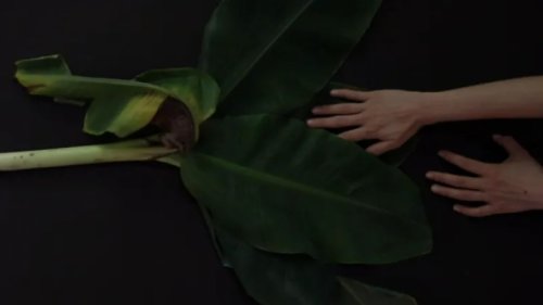 If Forests Talk 2022 homes on the tropical rainforests of Singapore, placing its focus upon the early histories of the disciplines of botany and natural history.