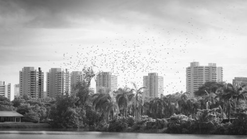 On Dec 22, 2019, thousands of birds appeared in front of my home, darkening the sky and covering the open field next to a construction site. Their appearance was a great sign, but what of, to this day, I’m not sure.