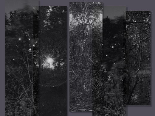 A Familiar Forest