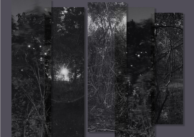 A Familiar Forest