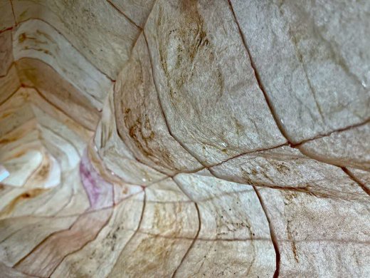 Paper Trails between Lion and Swan